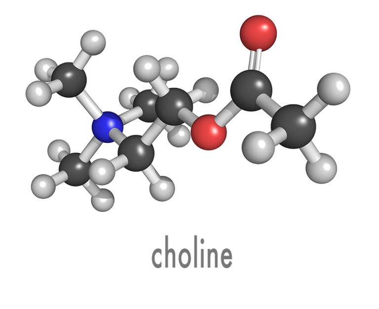 CHOLINE - Neuroneeds